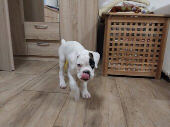 Nemecký boxer šteniatko PP - 3