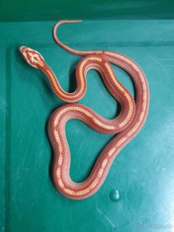 Užovka americká, Pantherophis guttatus, odchov - 3