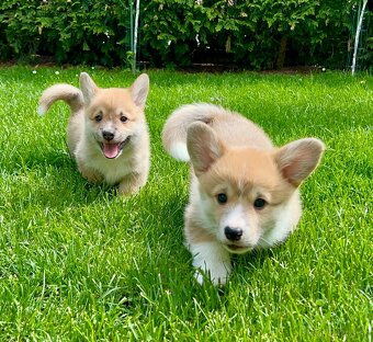 Welsh corgi pembroke - 3