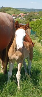 Quarter horse klisnička - 3