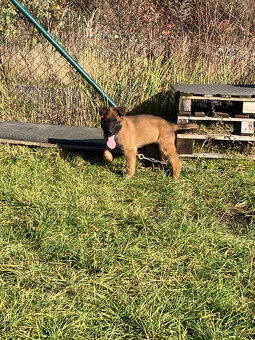 Nemecký ovčiak -  šteňatá - 3