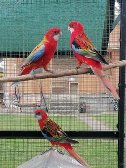 Rozela pestrá červená - 3