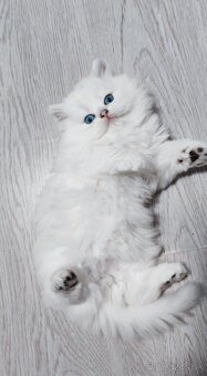 Britské mačiatka s PP na Vianoce❣️ - 3