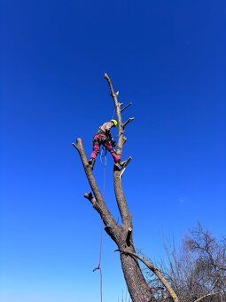 Zrezavanie a výrub stromov 🌲 - 3