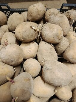 Predám sadbove zemiaky - 3