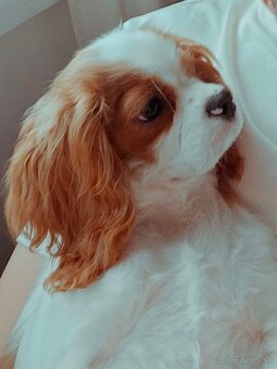 Cavalier King Charles Spaniel (bez PP) – 5-mesačná sučka - 3