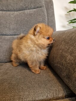 Pomeranian - 3