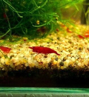 Krevetky neocaridina a Endlerky - 3