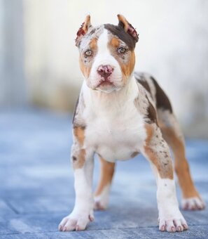 American bully xl, pitbull xxl merle tricolor k odberu - 3