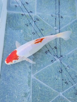 Koi kapor koi kapre karas karasy jazierkove ryby - 3