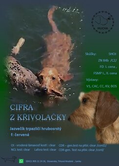 Jazvečík trpazličí hrubosrstý - 3