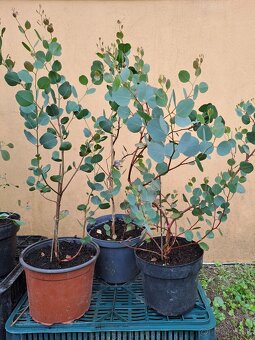 EUKALYPTUS POLYANTHEMOS - 3