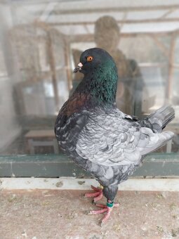 Predám Holuby Kingy - 3