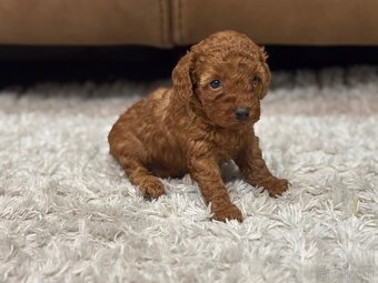 Pudel toy/ trpaslik - 3