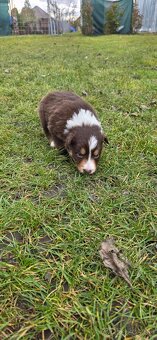 Border kólia šteniatka na predaj - 3