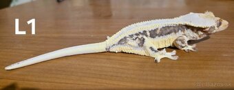 Pagekon Riasnatý - 3