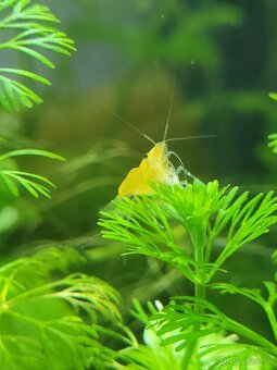 Yellow neon stripe - Neocaridina davidi - 3