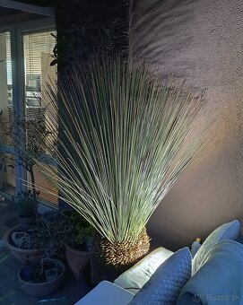 Yucca a dasylirion - 3