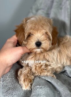 Maltipoo F1 Caramel, 3 měsíce – 1200 €Barbara - 3