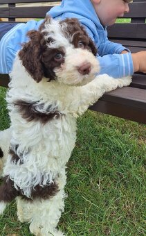Lagotto romagnolo s PP (italský vodní pes) - 3