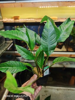 Anubias heterophylla - 3
