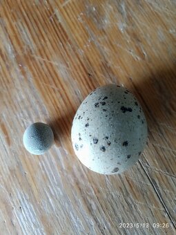 Prepeličie vajíčka - 3