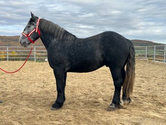 Valach na predaj - percheron - 3