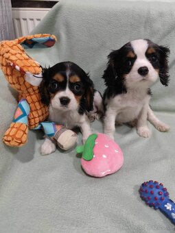Cavalier King Charles španiel - 3