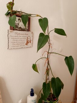 Predám metrový philodendron - 3