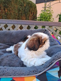 Shih-tzu, shihtzu - 3