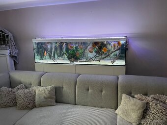Predám Akvarium 360l +kovova skrinka - 3