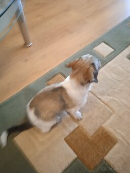 Shi-tzu - 3