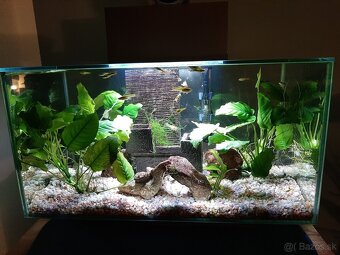 Predaj Akvarium Fluval edge komplet aj s rybickami - 3