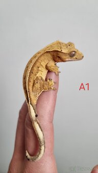 Pagekón riasnatý - 3