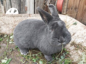 Viedenský modrý králik - 3