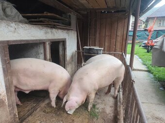 Jatočná ošipaná - 3