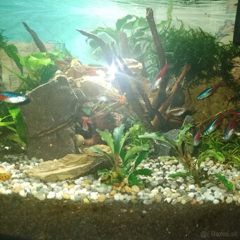 Akvárium - 3