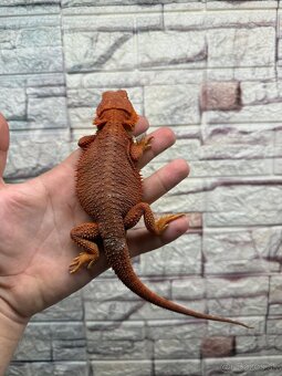 Agamky bradate  Extreme red - 3