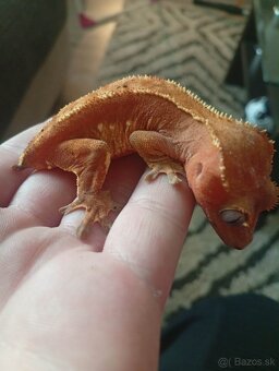 Pagekon riastnaty mláďatá - 3