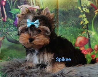 Jork, york, yorkshire, biewer merle s PP - 3