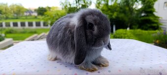 Mini lop - 3