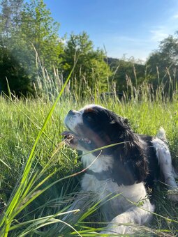 Cavalier king Charles spaniel - 3