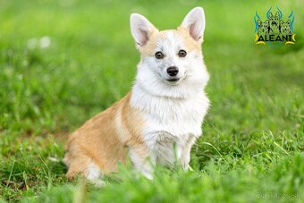 šteniatko corgi (fenka) – bez chvostíka - 3