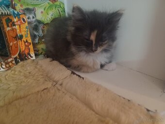 Ragdoll mačička - 3