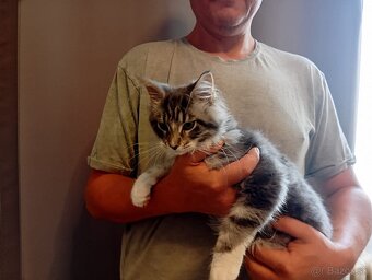 Mainska mývalia, maine coon, MCO - 3
