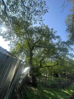 Orechove drevo - 3