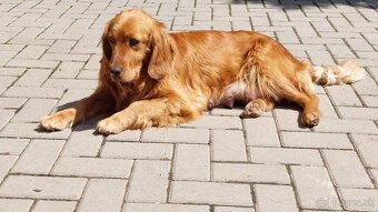 Golden / zlaty retriever - 3