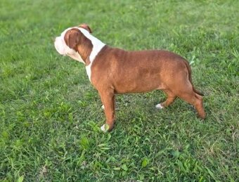 Predám American Bully -Lady Winner(5 mesiacov) - 3