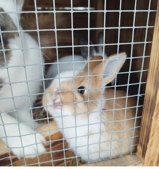 Králiky samce samice - 3