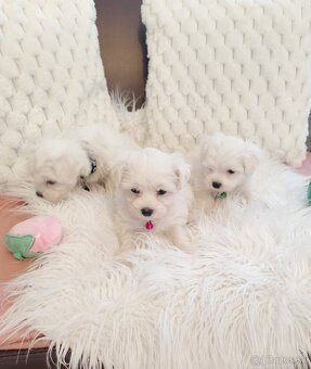 Maltezsky psík, maltezák, maltez - 3